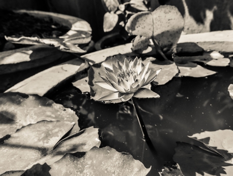 water lily(black and white)